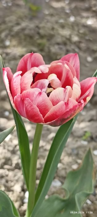 Тюльпаны распродажа