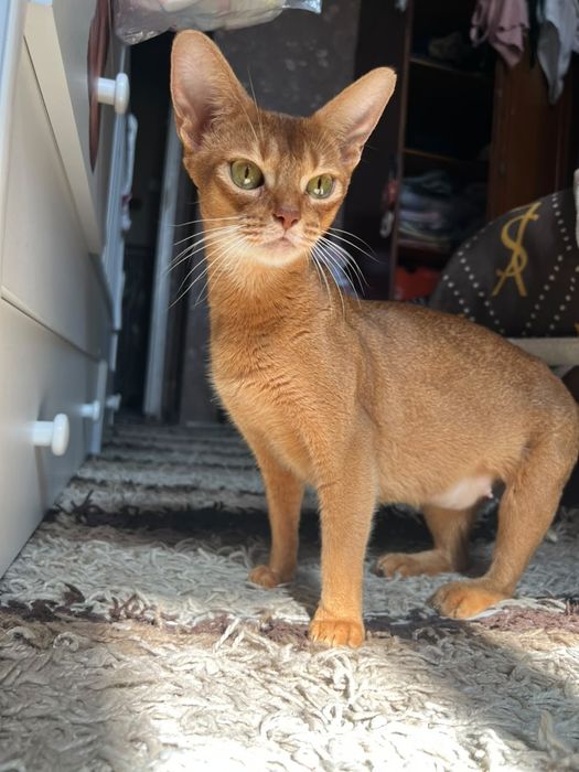 АБиссинская кошка