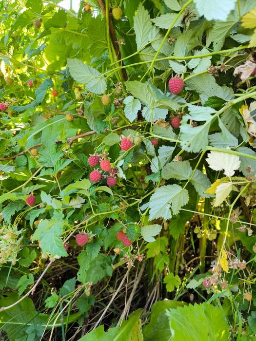 Саженцы малина горная