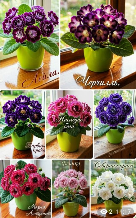 Укоренные листочки глоксиний с ростками.