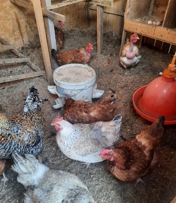 Инкубационое яйцо