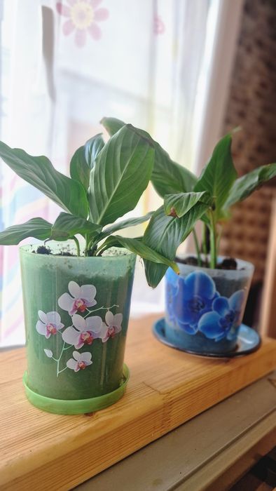 Продам цветы,,Женское счастье "
