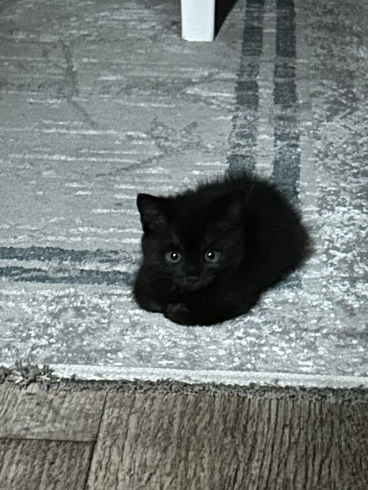 Котенка в хорошие руки