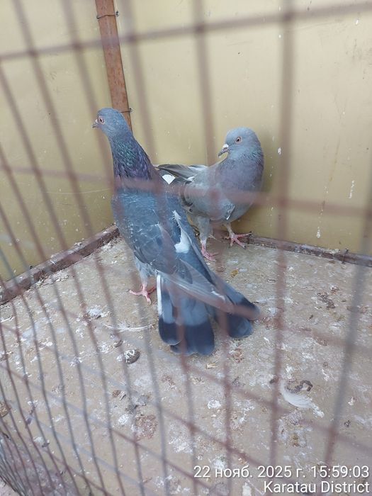 Широкохвостые голуби