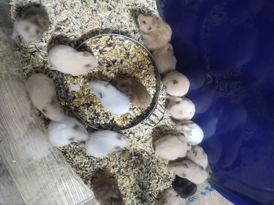 Продам молодых и взрослых серийских хомяков