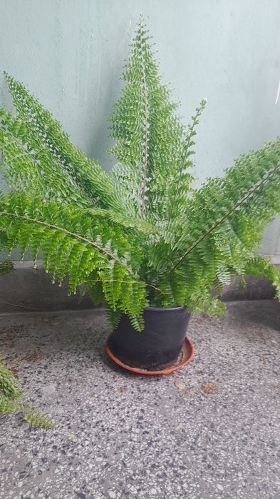 Папрат  Нефролепис