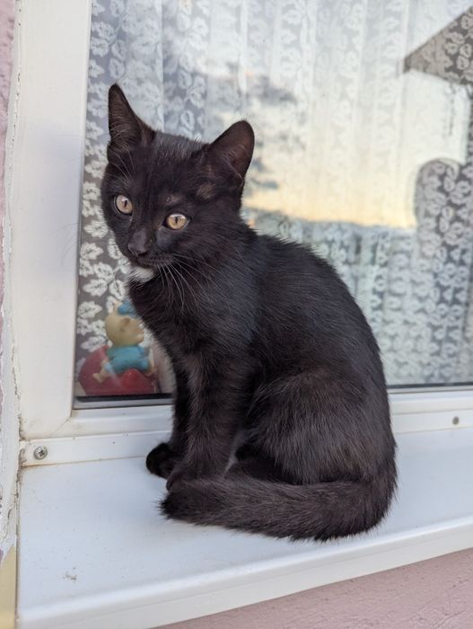 Отдам котёнка в частный дом