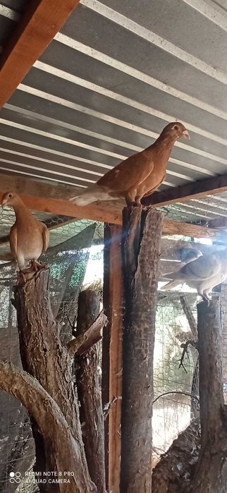 Porumbei de vânzare