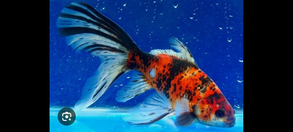 Продам мальков комет и шибункин