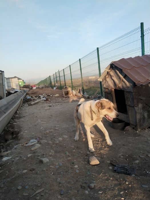 Алабай сатамын сабакка