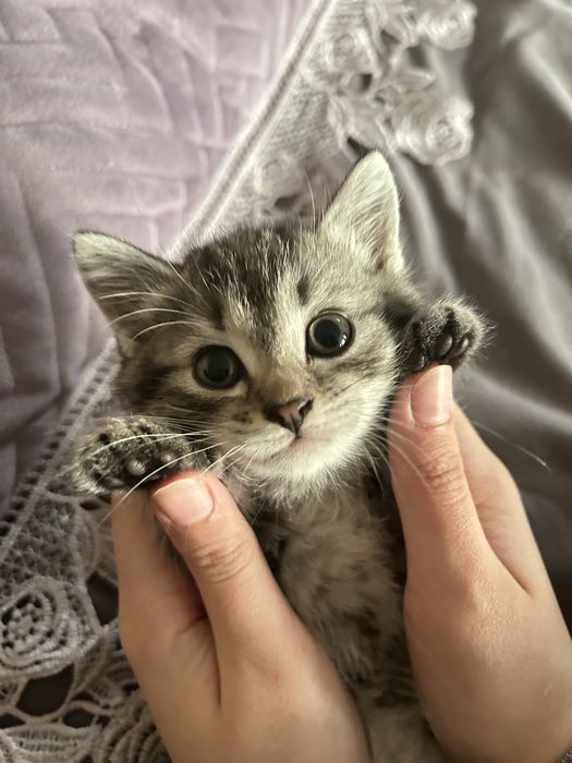 Девочка ищет хозяйку