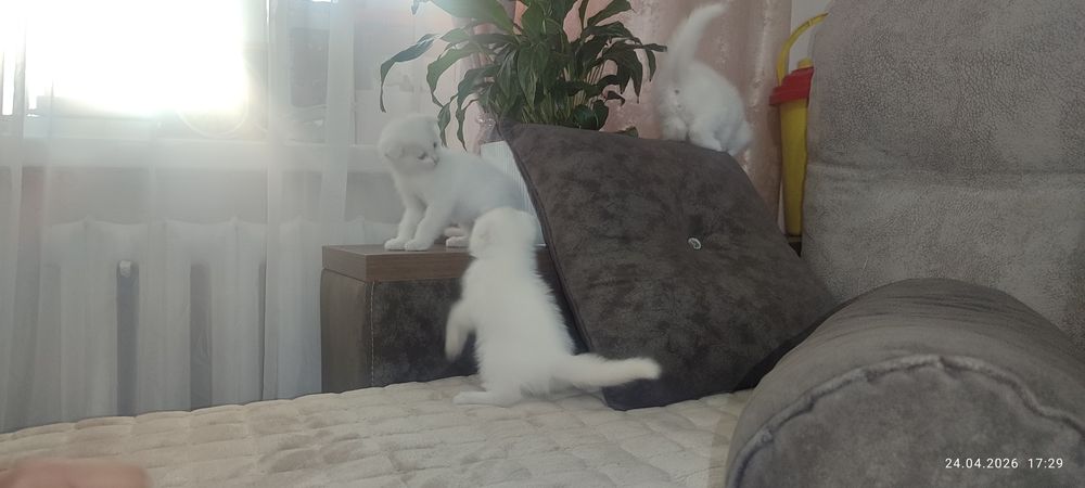 Веслоухие котята