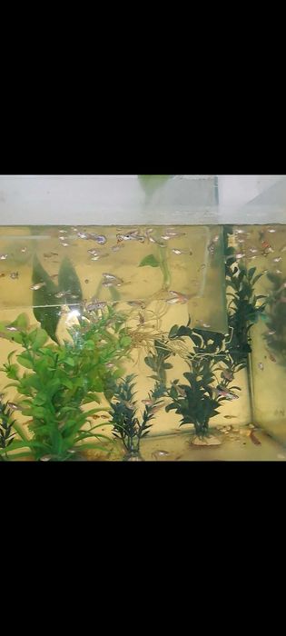 Guppy diferite varietati