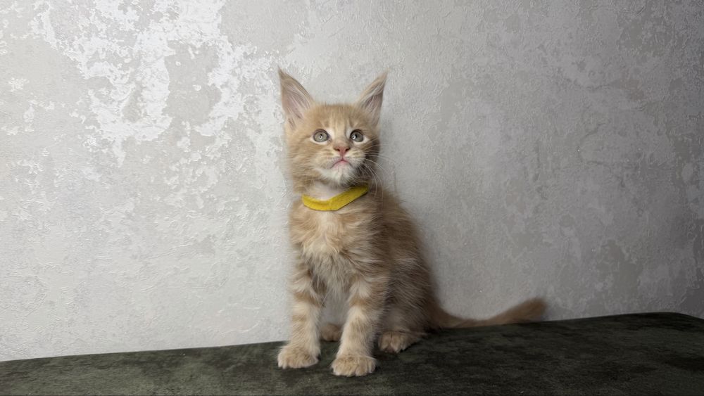 Котенок мейн кун девочка