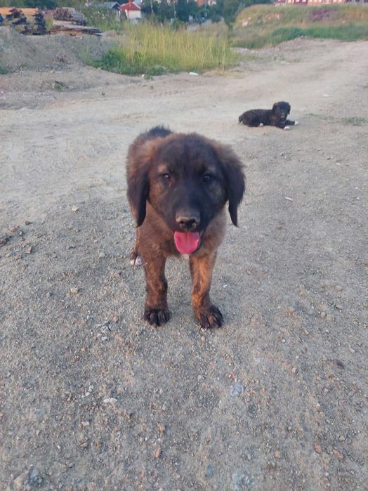 Кученца си търсят дом !