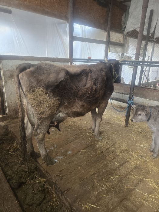 Бұзаулы сиыр сатылады