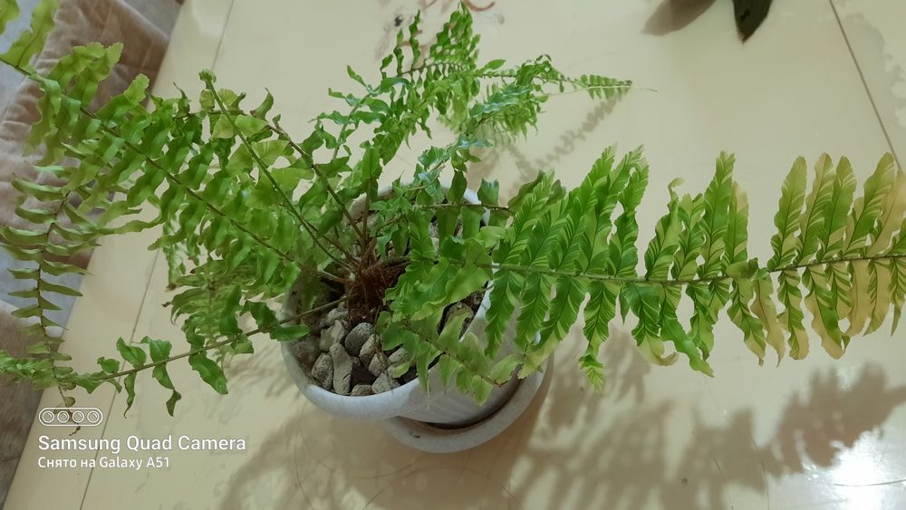 Детка папоротника Тайгер .