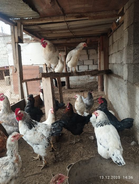Тауык  сатылады 19 тауык 4 қораз