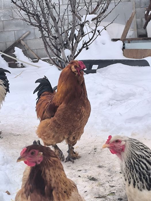 Продам петухов Барамо