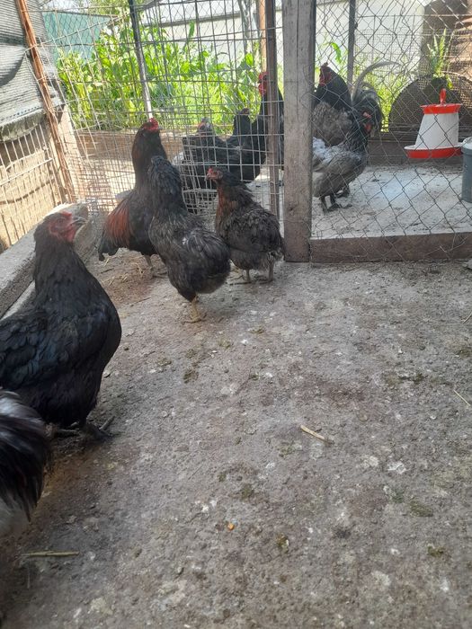 Oua gaina incubat albastre verzi