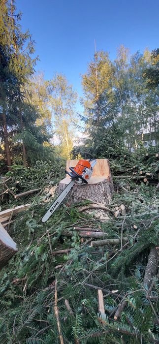 Servicii profesionale Toaletare /taiere Copaci Dificili