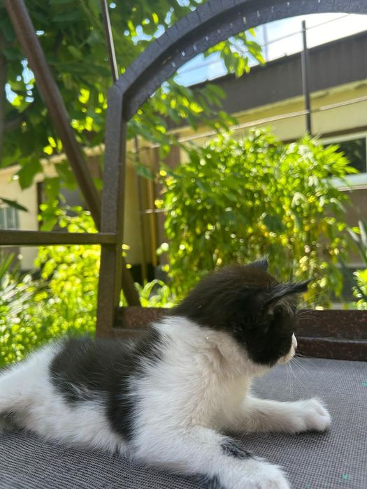 Котенок в хорошие руки.
