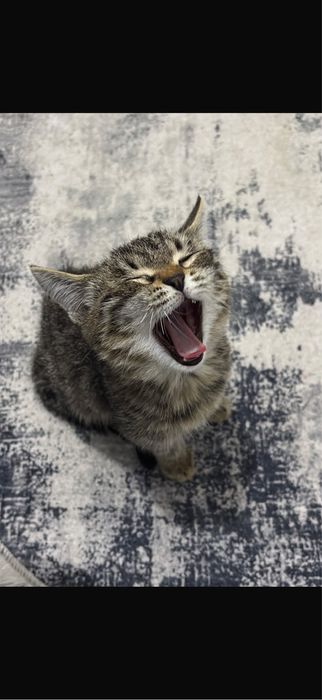 Котенок мальчик ласковый