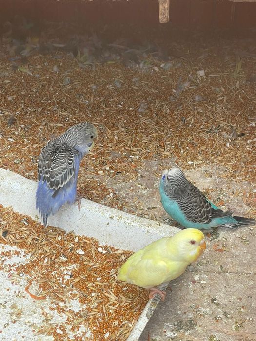 Papagali perusi diferite culori