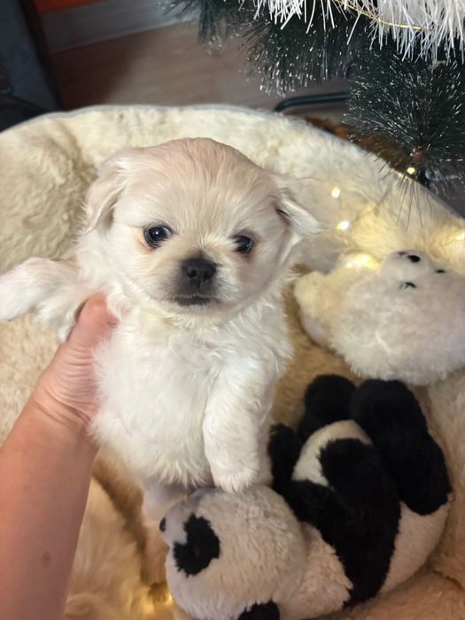 Кралски пекинези