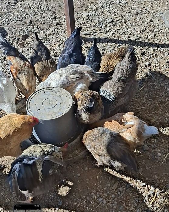 Домашние тауықтар