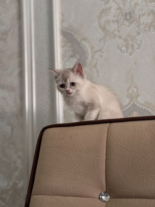 Blue point британская шиншилла. Милая и спокойная.