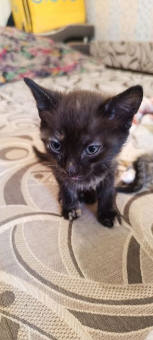 Отдам котёнка в добрые руки