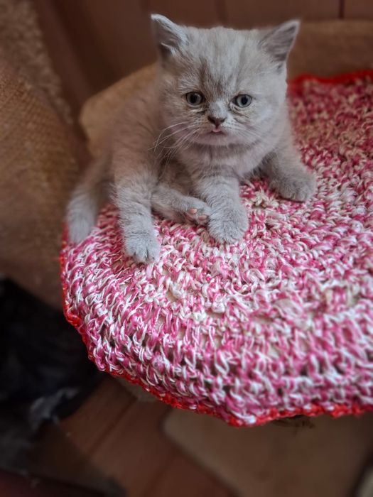 Котенок шотландский