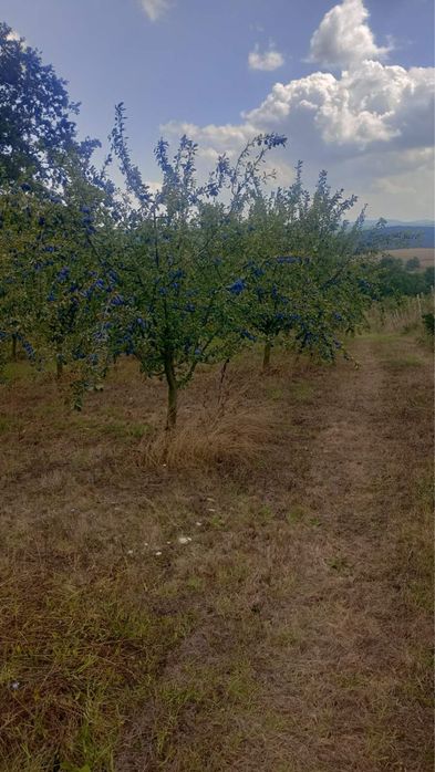 Сини сливи сорт Стенлей, консервиране, сладко, ракия и други