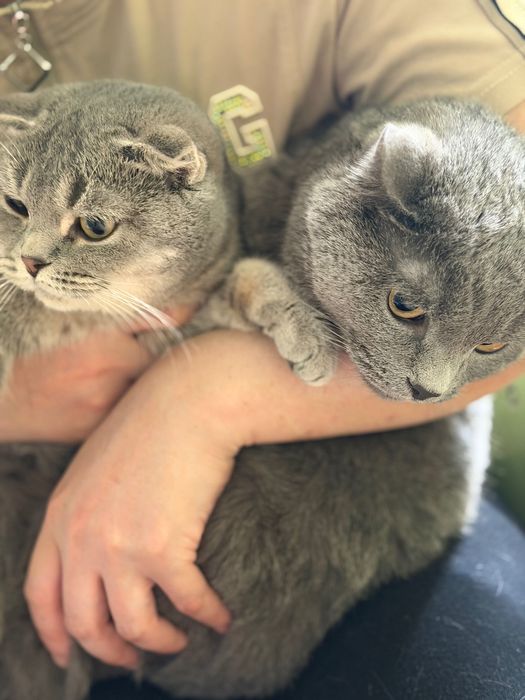 Британская короткошерстная