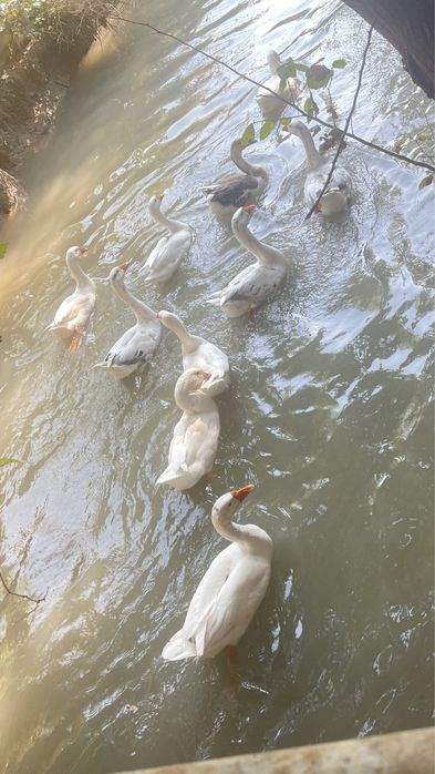 Gʻoz sotiladi 11 dona