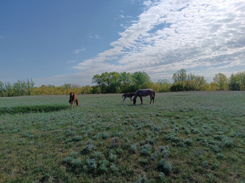 Срочно продам Лошадей