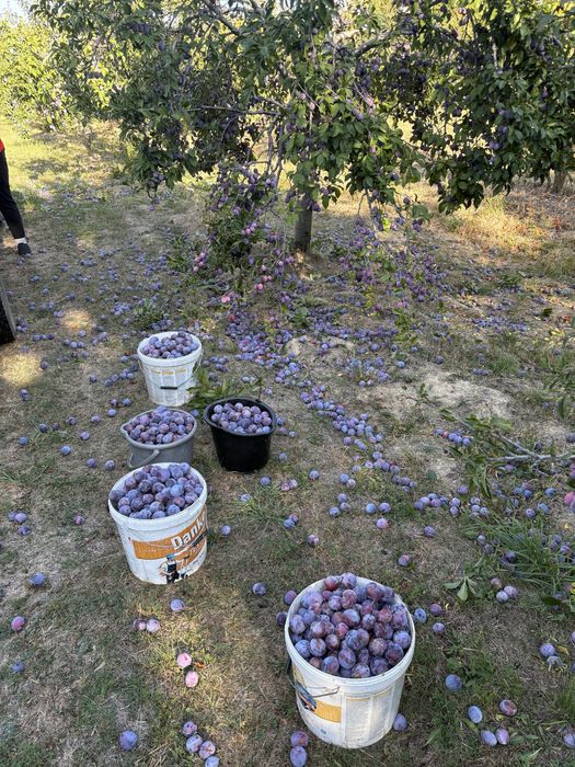 Prune pentru tuica