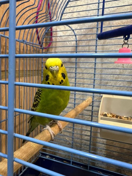 Волнистые попугаи ручные.