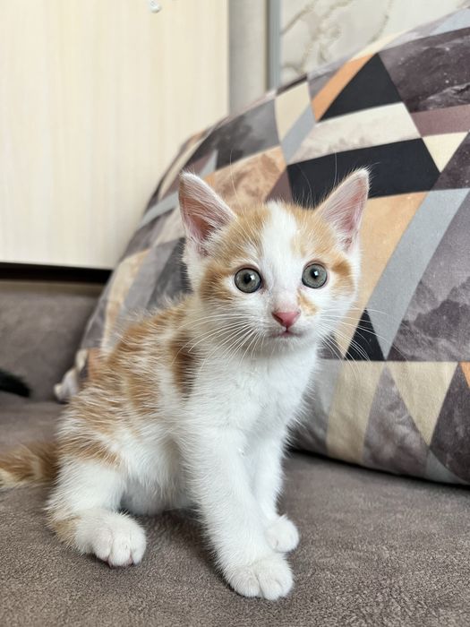 отдам котят даром