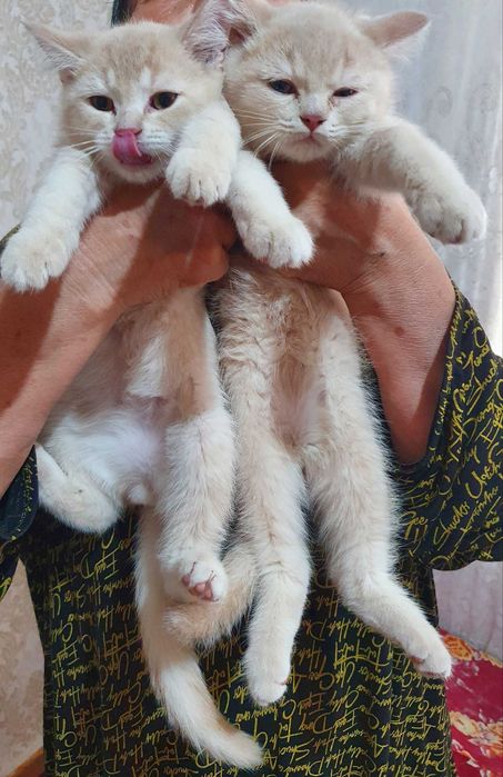 Котята в Ташкенте.