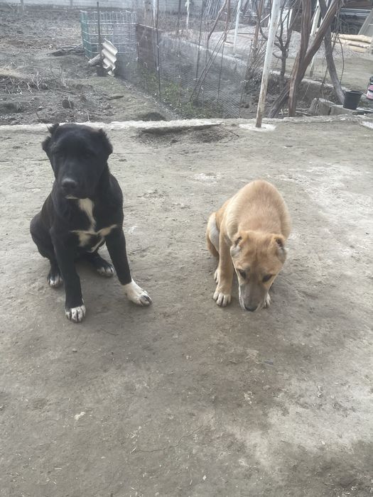 samarqand sartepo 97 mmmmmm