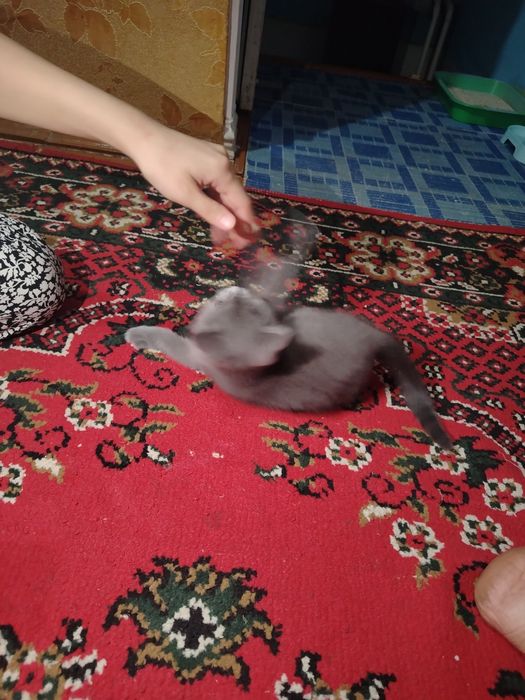 Котята продаётся