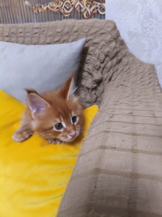Продам котёнка Мейнкун
