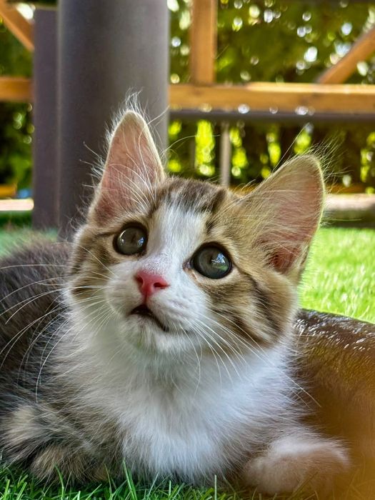 Отдам в добрые руки трехцветного котика