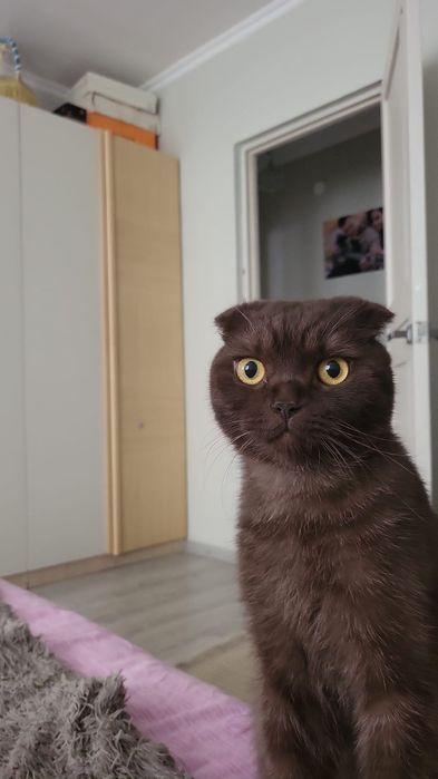 Отдам взрослого кота