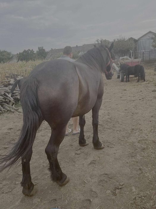 Vand iapa gestanta de 5 ani