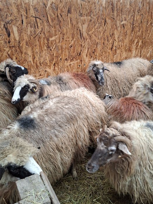 Vand 15 oi cu 15 miei