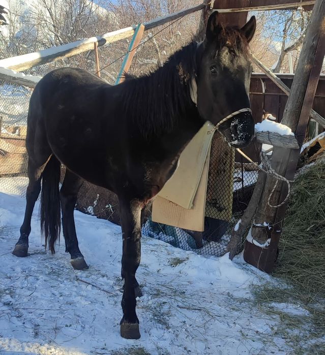 Ат сатылады конь