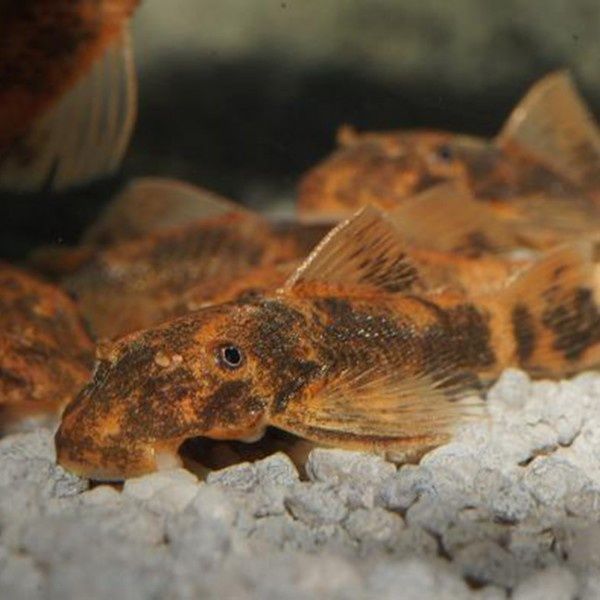 Аквариумные рыбки